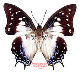 Polyura pyrrhus pyrrhus (Seram) A2